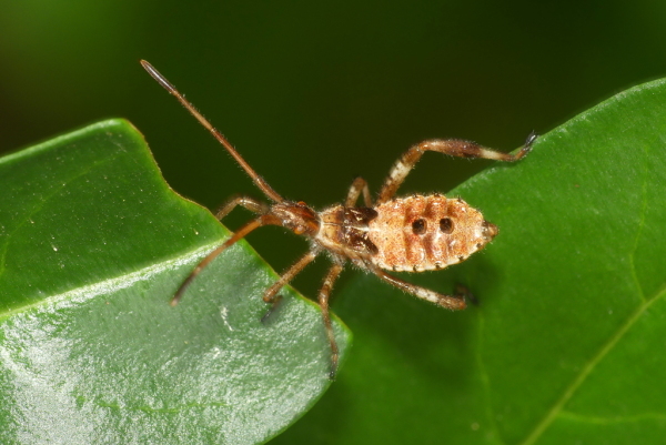 Skaliertes Bild Heteroptera, Coreidae, Coreus marginatus, Larve_2023_07_13--11-47-35.jpg 