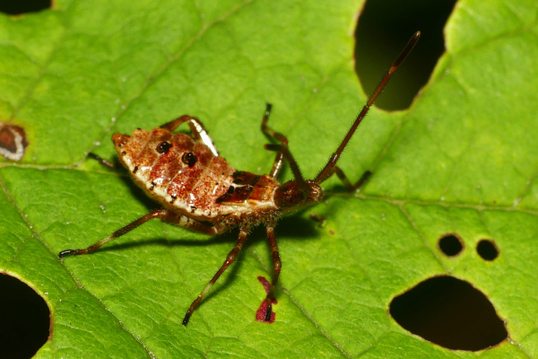 Skaliertes Bild Heteroptera, Coreidae, Coreus marginatus, Lederwanze, Larve_2022_08_21--11-04-59.jpg 