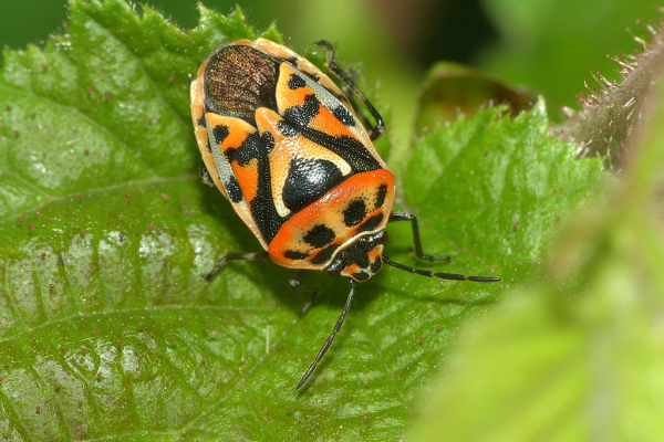 Skaliertes Bild Heteroptera, Pentatomidae, Eurydema ornata, Schmuckwanze_2023_07_13--12-14-16.jpg 