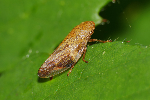 Skaliertes Bild Homoptera, Aphrophoridae, Aphrophora, Schaumzikade_2019_07_21--11-52-57.jpg 