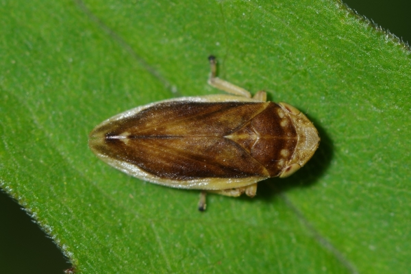 Skaliertes Bild Homoptera, Cercopidae, Philaenus spumarius, Wiesenschaumzikade_2014_05_31--06-38-48.jpg 