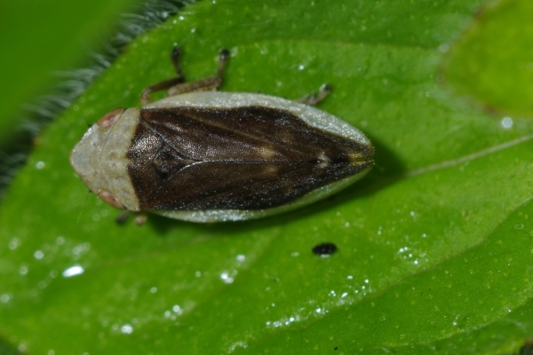 Skaliertes Bild Homoptera, Cercopidae, Philaenus spumarius, Wiesenschaumzikade_2014_05_31--06-59-01.jpg 