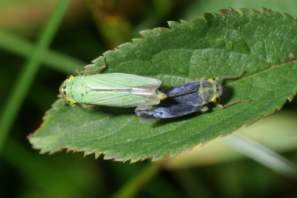 Skaliertes Bild Homoptera, Cicadellidae, Cicadella viridis, Paarung_2013_10_20--12-02-17.jpg 