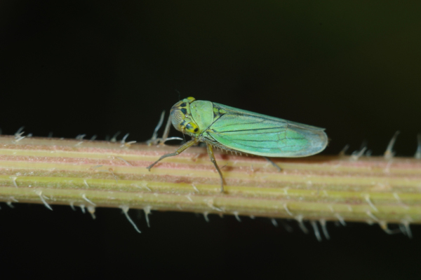 Skaliertes Bild Homoptera, Cicadellidae, Cicadella viridis_2013_07_31--07-59-02.jpg 