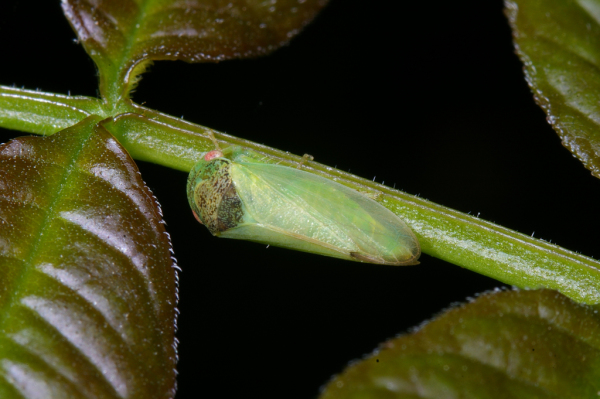 Skaliertes Bild Homoptera, Cicadellidae, Iassus lanio_2008_06_24--07-21-58.jpg 