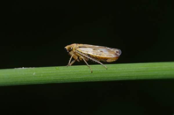 Skaliertes Bild Homoptera, Cicadellidae, Pithyotettix abietinus_2012_06_09--15-07-05.jpg 