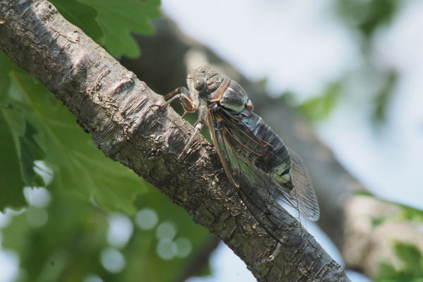 Skaliertes Bild Homoptera, Cicadidae, Cicada orni, Singzikade_2017_06_25--09-04-57.jpg 