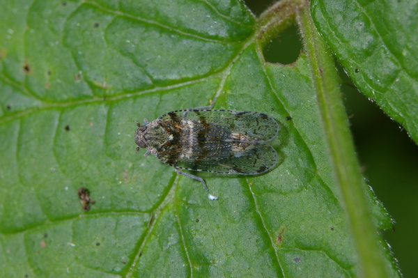 Skaliertes Bild Homoptera, Cixiidae, Cixius_2006_06_13--17-25-38.jpg 