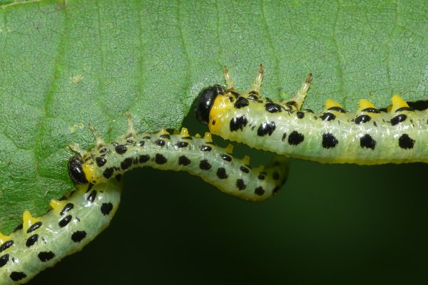 Skaliertes Bild Hymenoptera, Tenthredinidae, Larven_2023_09_23--10-15-58.jpg 