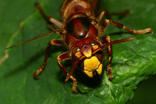 Skaliertes Bild Hymenoptera, Vespidae, Vespa crabro, Hornisse_2022_08_07--11-03-49.jpg 