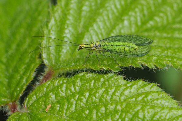 Skaliertes Bild Neuroptera, Chrysopidae, Hypochrysa elegans_2023_05_12--10-03-11.jpg 