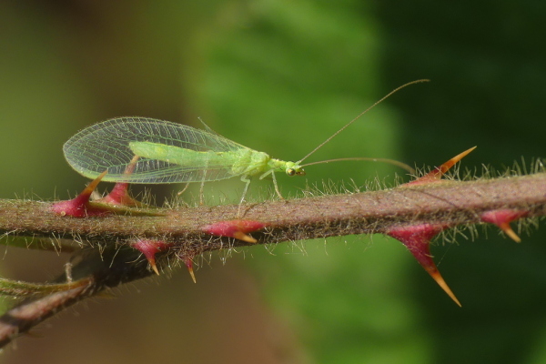 Skaliertes Bild Neuroptera, Chrysoptera, Chrysoperla carnea, Gemeine Florfliege_2023_08_19--09-20-30.jpg 