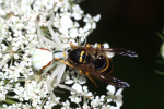 Vorschaubild Araneae, Thomisidae, Misumena vatia, Veraenderliche Krabbenspinne, Beute Wespe_2022_07_07--15-25-37.jpg 