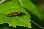 Vorschaubild Blattodea, Ectobiidae, Ectobius sylvestris, Waldschabe_2006_06_13--17-48-29.jpg 