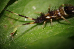 Vorschaubild Collembola, Entomobryidae, Orchesella_2014_04_04--16-14-27.jpg 