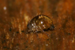 Vorschaubild Collembola, Sminthuridae, Allacma, Kugelspringer_2023_08_27--11-18-15.jpg 