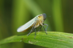 Vorschaubild Hemiptera, Cicadellidae, Cicadella viridis_2017_09_05--11-28-10.jpg 