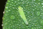 Vorschaubild Hemiptera, Cicadellidae,_2023_10_07--10-49-19.jpg 