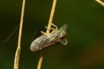 Vorschaubild Hemiptera, Membracidae, Centrotus cornutus, Dornzikade_2022_08_07--17-09-50.jpg 