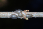 Vorschaubild Hemiptera,_2020_05_07--15-30-25.jpg 