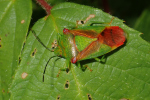 Vorschaubild Heteroptera, Acanthosomatidae, Acanthosoma haemorrhoidale, Stachelwanze_2023_07_08--09-57-06.jpg 