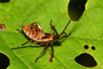 Vorschaubild Heteroptera, Coreidae, Coreus marginatus, Lederwanze, Larve_2022_08_21--11-04-59.jpg 