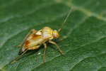 Vorschaubild Heteroptera, Miridae,_2023_08_26--11-07-27.jpg 