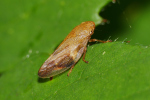 Vorschaubild Homoptera, Aphrophoridae, Aphrophora, Schaumzikade_2019_07_21--11-52-57.jpg 
