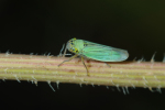 Vorschaubild Homoptera, Cicadellidae, Cicadella viridis_2013_07_31--07-59-02.jpg 
