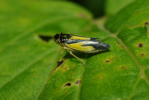 Vorschaubild Homoptera, Cicadellidae, Evacanthus interruptus_2009_07_05--13-02-08.jpg 