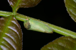 Vorschaubild Homoptera, Cicadellidae, Iassus lanio_2008_06_24--07-21-58.jpg 