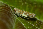 Vorschaubild Homoptera, Cicadellidae,_2022_08_18--09-34-12.jpg 