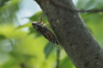 Vorschaubild Homoptera, Cicadidae, Cicada orni, Singzikade_2017_06_24--09-47-43.jpg 