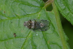 Vorschaubild Homoptera, Cixiidae, Cixius_2006_06_13--17-25-38.jpg 