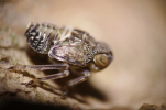 Vorschaubild Homoptera, Issidae, Issus coleoptratus, Kaeferzikade, Larve_2014_04_04--16-41-17.jpg 