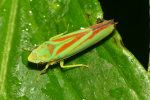 Vorschaubild Homoptera,Cicadellidae, Graphocephala fennahi, Rhododendronzikade_2022_08_18--09-32-36.jpg 