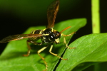 Vorschaubild Hymenoptera, Tenthredinidae, Tenthredo scrophulariae, Braunwurz-Blattwespe_2022_07_27--09-32-28.jpg 