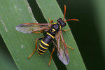 Vorschaubild Hymenoptera, Tenthredinidae, Tenthredo scrophulariae, Braunwurzblattwespe_2022_06_27--08-39-13.jpg 