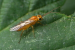 Vorschaubild Hymenoptera, Tenthredinidae,_2023_08_04--10-52-15.jpg 