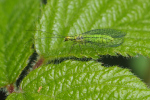 Vorschaubild Neuroptera, Chrysopidae, Hypochrysa elegans_2023_05_12--10-03-11.jpg 