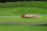 Vorschaubild Trichoptera,_2014_06_08--09-08-35.jpg 