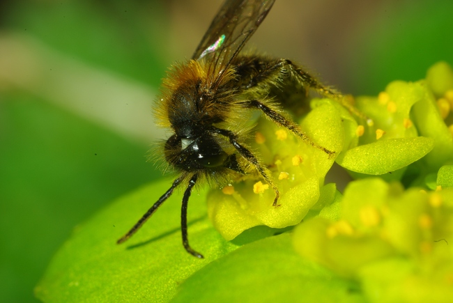 ../previews/007-Hymenoptera, Apidae, Andrena bicolor_2009_04_13--14-52-26.jpeg.medium.jpeg