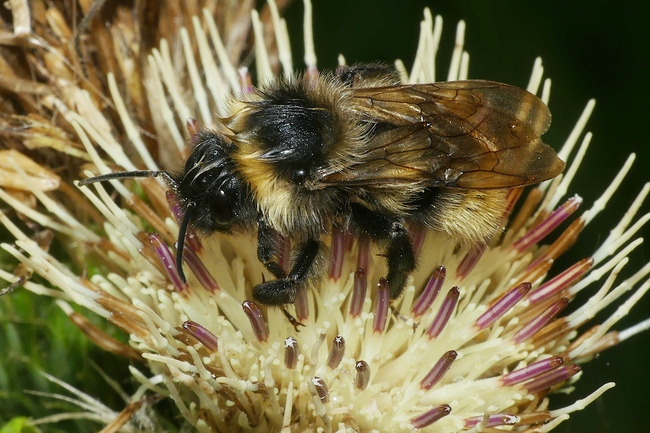 ../previews/019-Hymenoptera, Apidae, Bombus_2023_09_13--10-12-27.jpeg.medium.jpeg