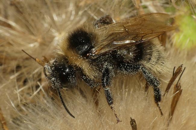../previews/023-Hymenoptera, Apidae, Bombus, Hummel_2020_08_27--10-42-05.jpeg.medium.jpeg