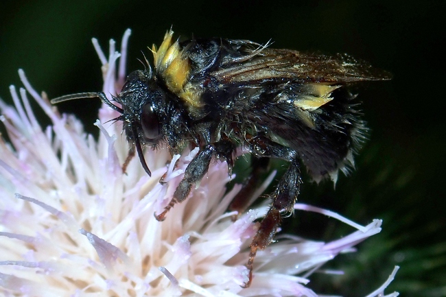 ../previews/025-Hymenoptera, Apidae, Bombus, nass gewordene Hummel_2020_08_03--09-46-03.jpeg.medium.jpeg