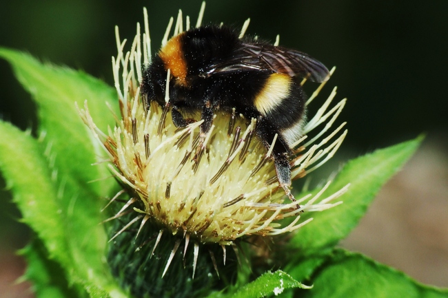 ../previews/031-Hymenoptera, Apidae, Bombus terrestris, Erdhummel_2007_09_09--12-58-12.jpeg.medium.jpeg