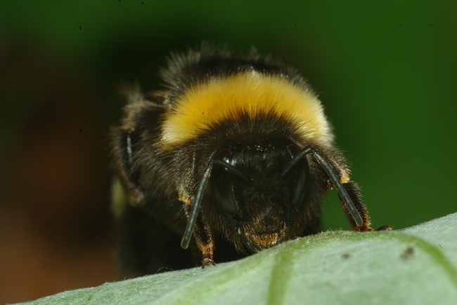 ../previews/032-Hymenoptera, Apidae, Bombus terrestris, Erdhummel_2010_06_06--09-36-57.jpeg.medium.jpeg