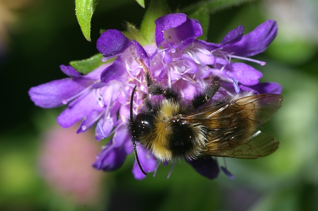 ../previews/035-Hymenoptera, Apidae, Megabombus hortorum, Gartenhummel_2006_07_29--15-01-32.jpeg.medium.jpeg