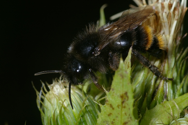 ../previews/037-Hymenoptera, Apidae, Megabombus humilis, Veraenderliche Hummel_2006_08_18--19-07-15.jpeg.medium.jpeg