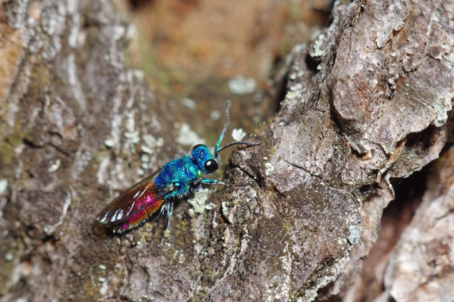 ../previews/045-Hymenoptera, Chrysididae, Chrysis_2014_05_13--10-52-17.jpeg.medium.jpeg